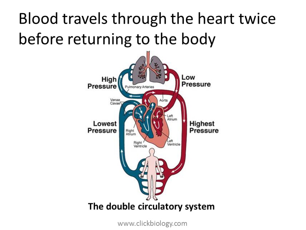 Blood travels through the heart twice before returning to the body The double circulatory